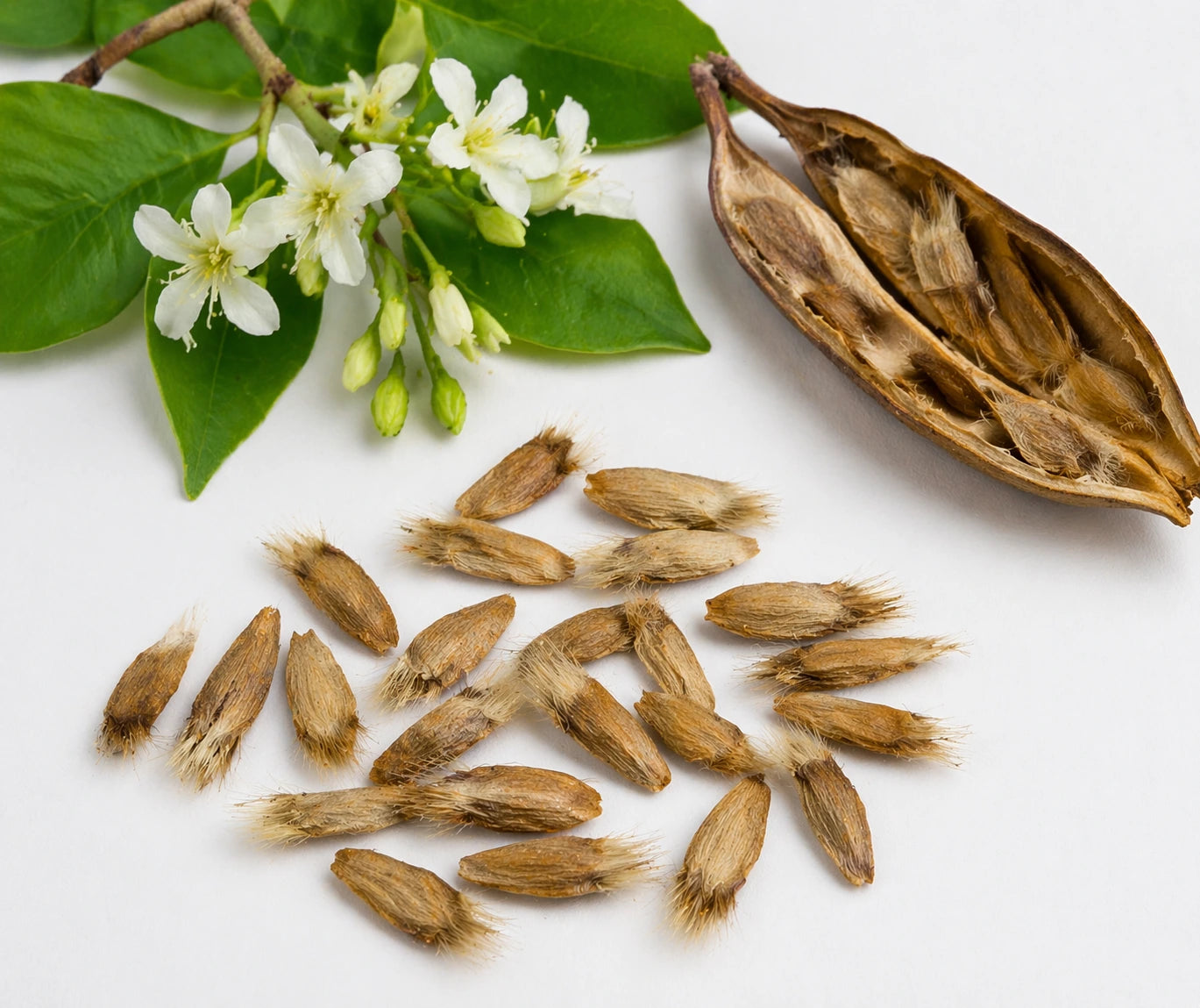 Inderjoan Extract (Holarrhena antidysenterica) | 10:1 | Gut Support