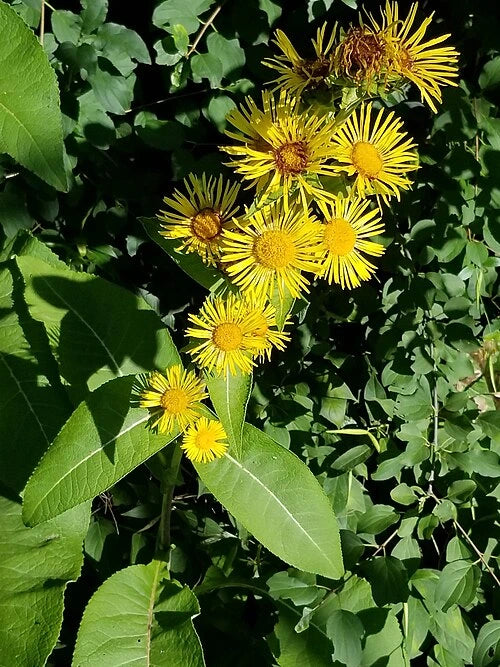 Pushkarmool Extract (Inula racemosa) | 2% Alantolactones | Heart Support