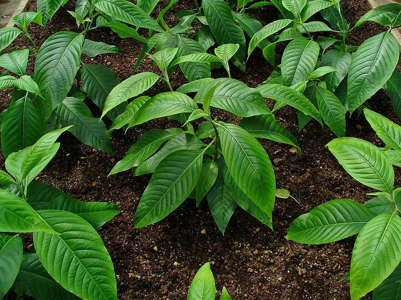 Vasaka Extract (Justicia adhatoda) | 2% Vasicine | Respiratory Support