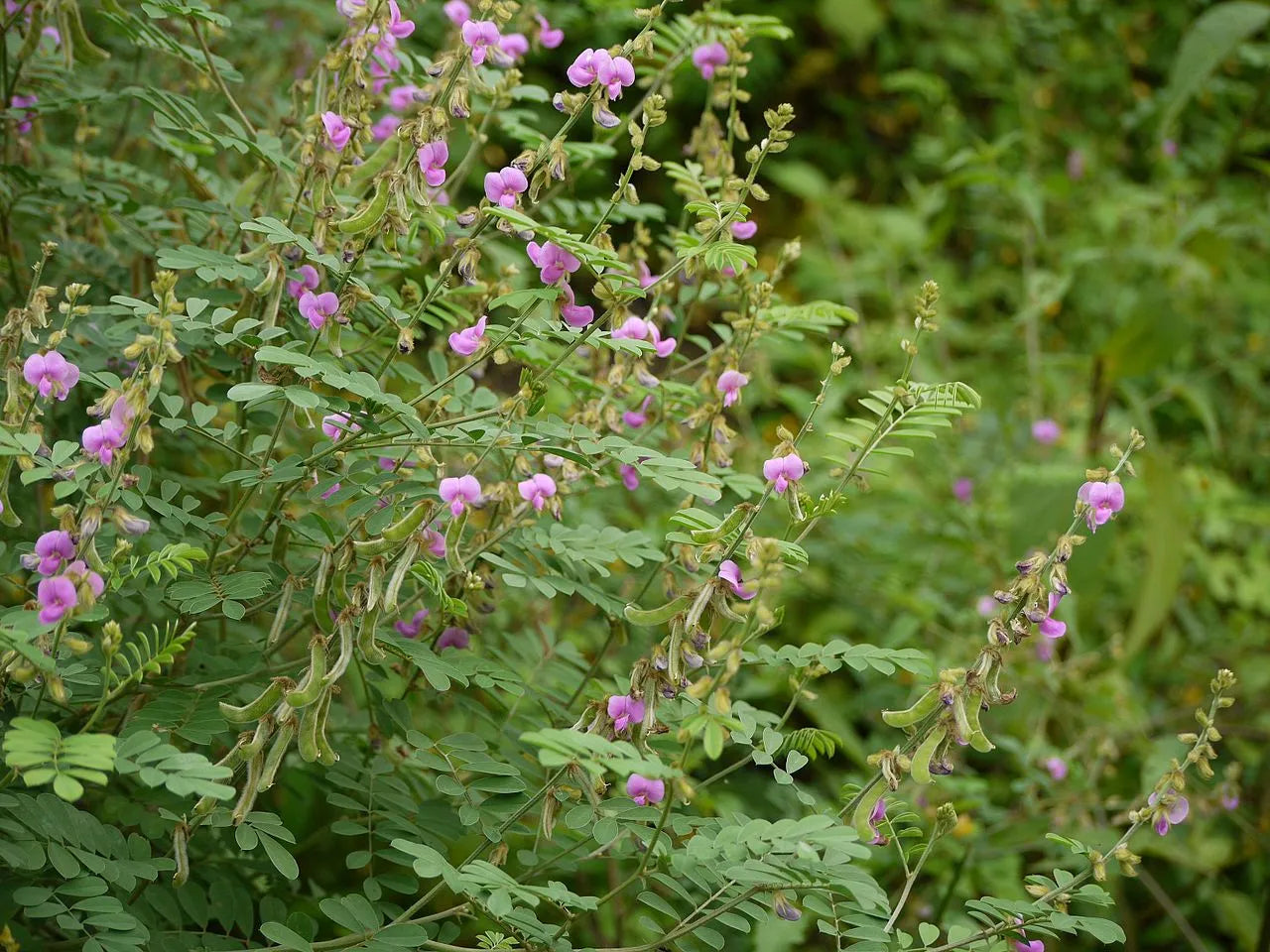 Sharpunkha Extract (Tephrosia purpurea) | 10:1 | Liver & Antioxidant Support
