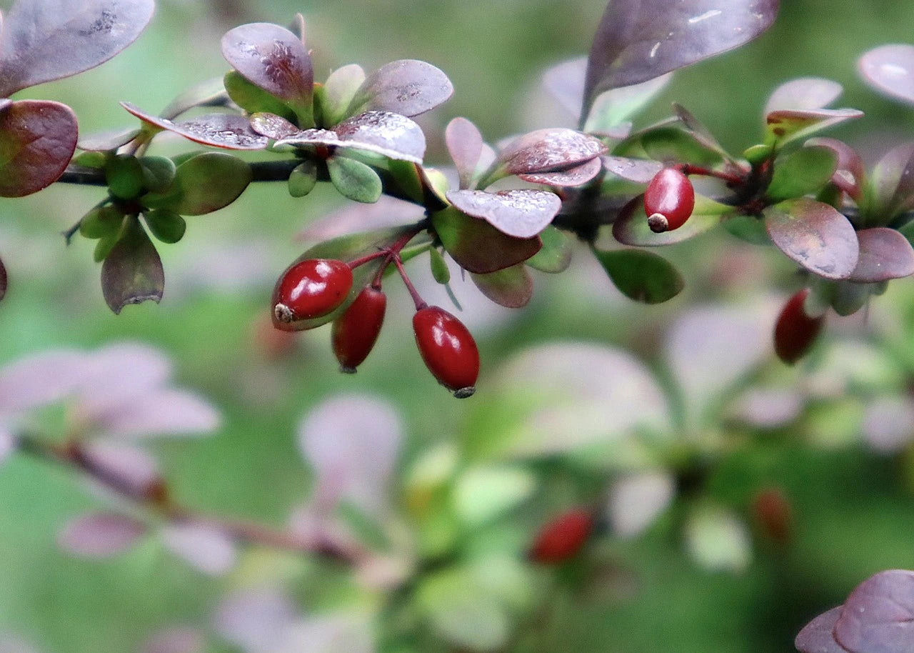 Barberry Extract (Berberis aristata) | 15% Berberine | Metabolic Support