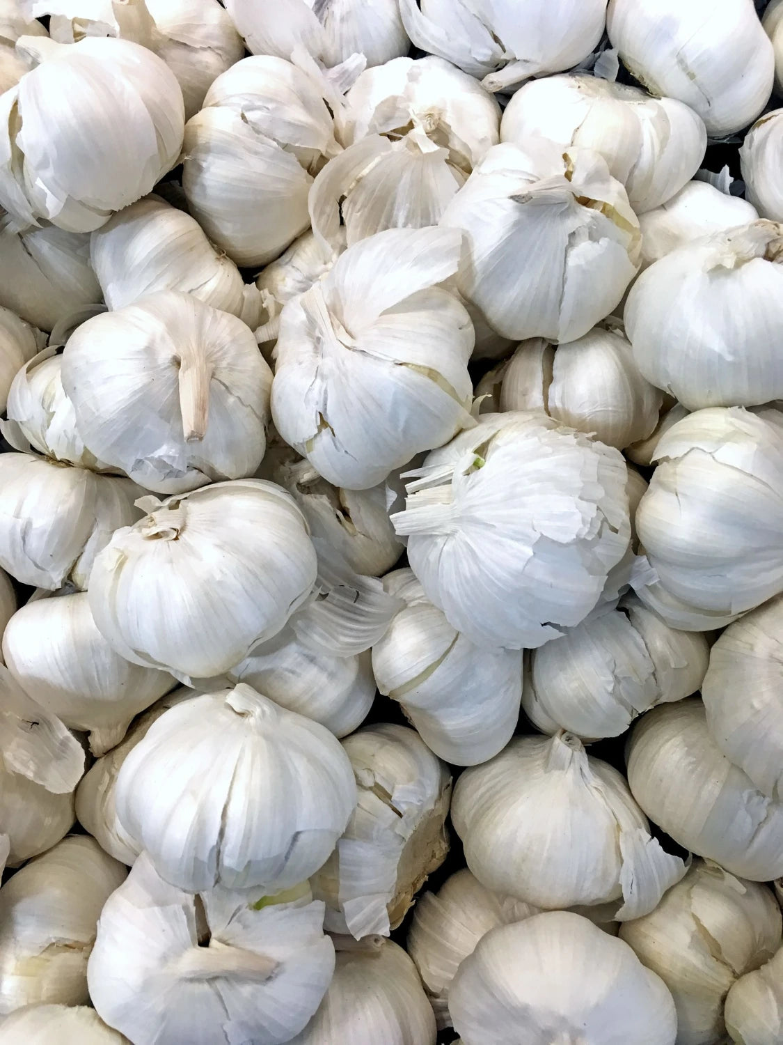 Garlic Extract (Allium sativum) | 1% Allicin | Heart & Immune Support