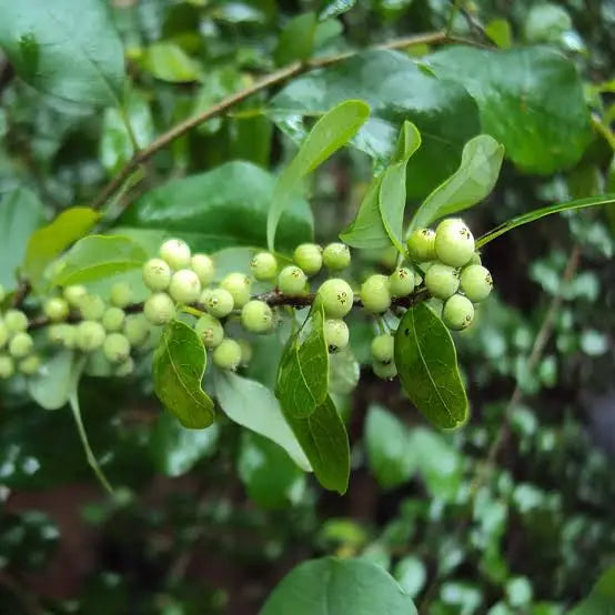 Guggul Extract (Commiphora mukul) | 10% Guggulsterones | Cholesterol Support