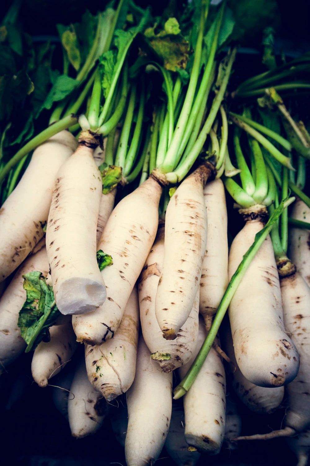 Radish Extract (Raphanus sativus) | 20:1 | Liver & Metabolic Support
