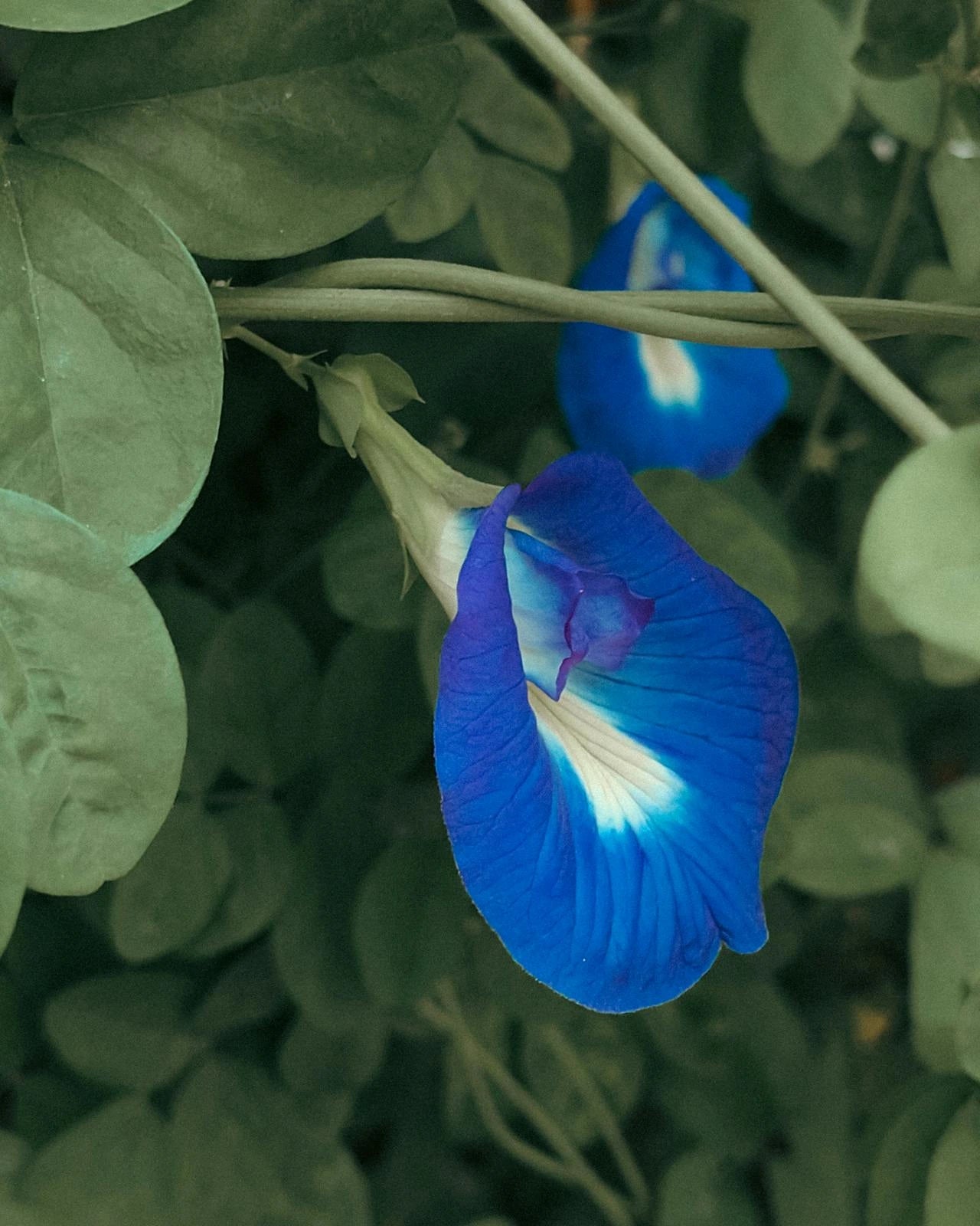 shankpushpi flower