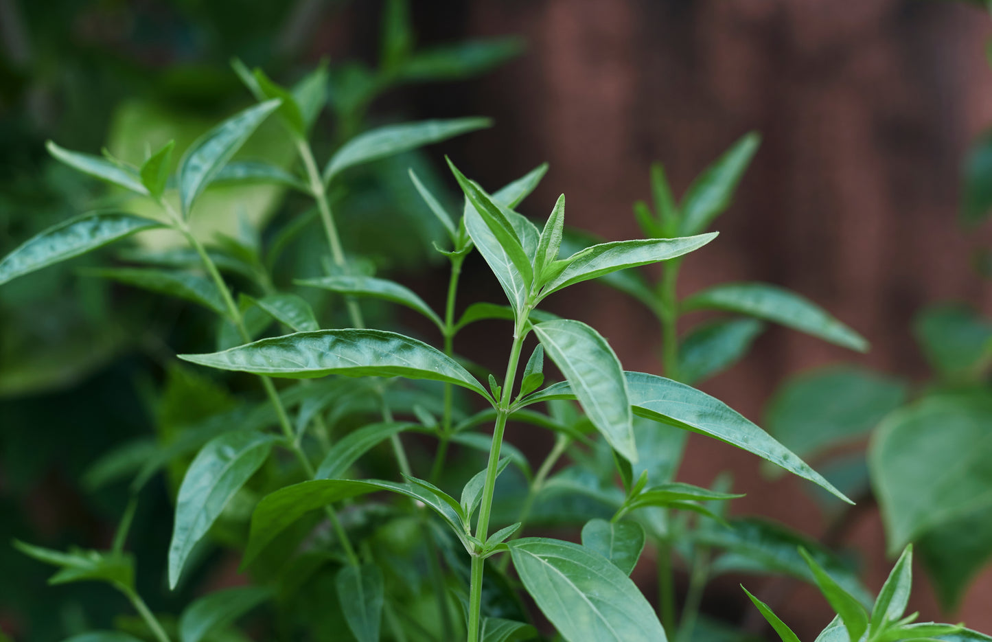 Andrographis Extract (Kalmegh) | Liver & Immune Support