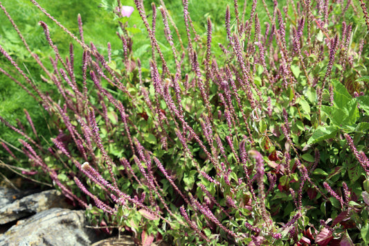 Apamarga Extract (Achyranthes aspera) | Herbal Extract