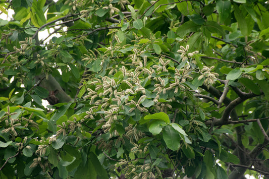 Arjuna Extract (Terminalia arjuna) | Heart Health Support