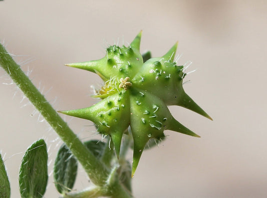 Tribulus Extract (Gokshura) | 20% Saponins | Male Vitality Support