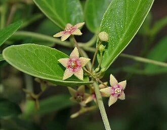 Tylophora Extract (Tylophora asthmatica) | Tylophorine Alkaloids | Respiratory Support