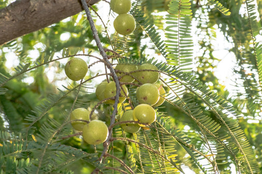 Amla Extract (Phyllanthus emblica) |Vitamin C Rich Herbal Extract