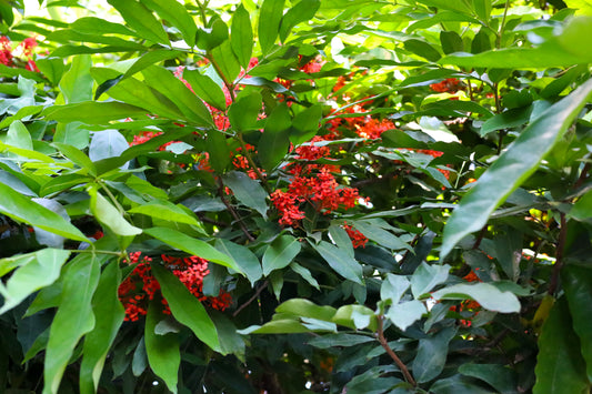 Ashoka Extract (Saraca asoca) | Women’s Health Support