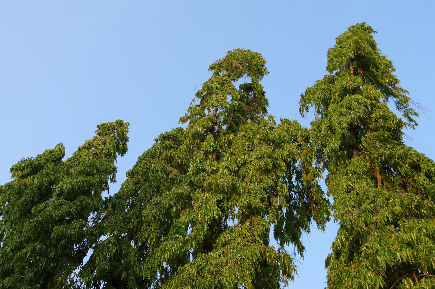 Ashoka Extract (Saraca asoca) | Women’s Health Support
