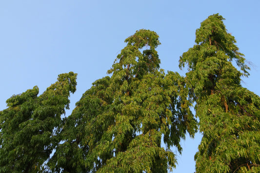 Ashoka Extract (Saraca asoca) | Women’s Health Support