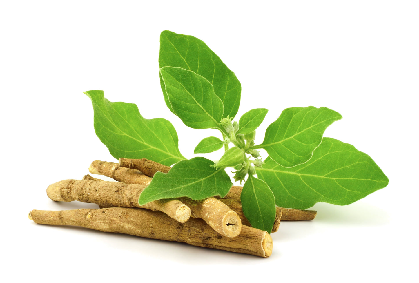 Ashwagandha Extract (Withania somnifera) | Adaptogen | 5% Alkaloids
