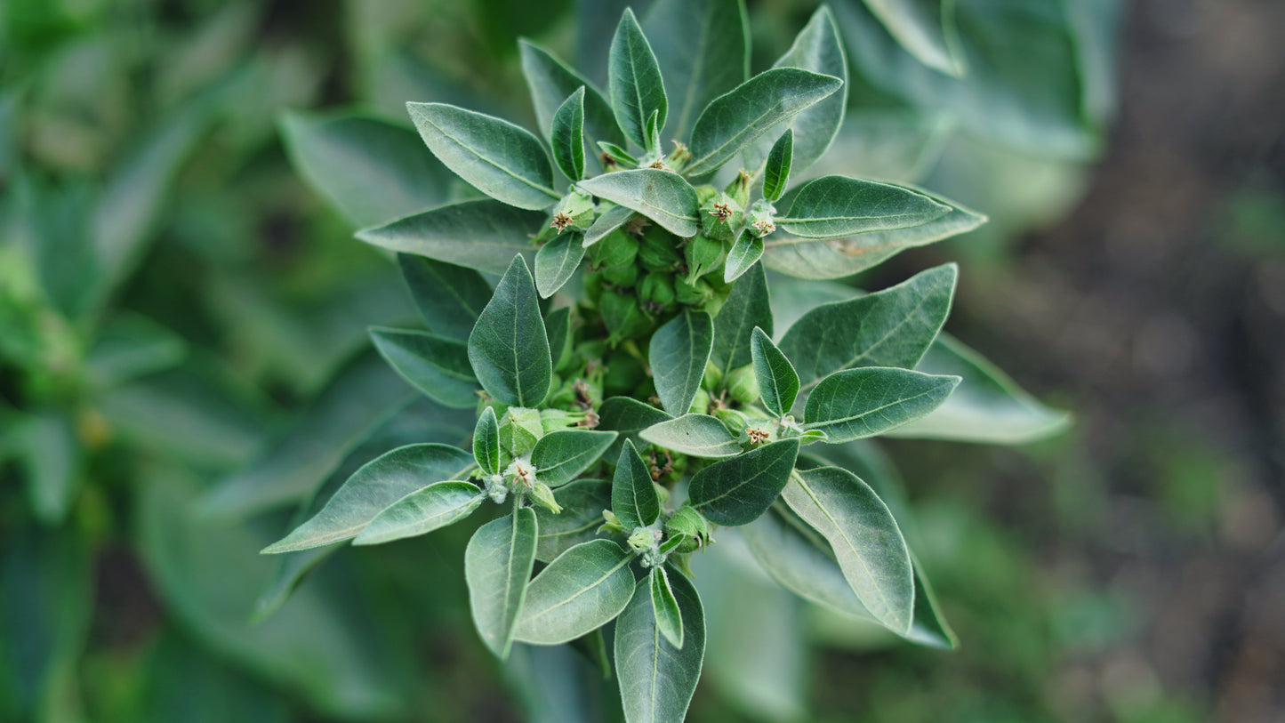 Ashwagandha Extract (Withania somnifera) | Adaptogen | 5% Alkaloids