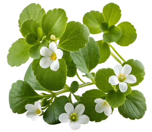 Bacopa Extract (Bacopa monnieri) | Brain Support