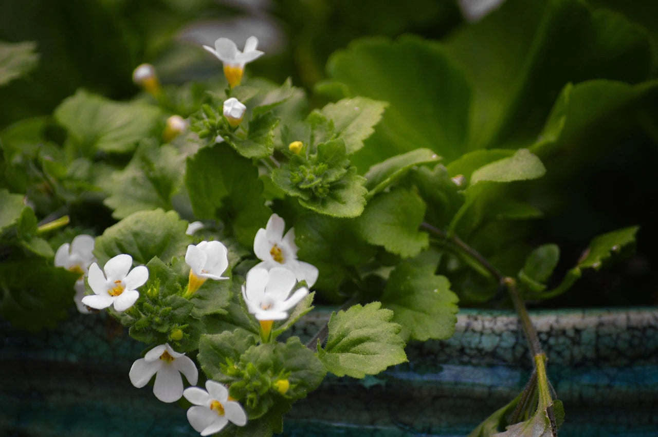 Bacopa Flower