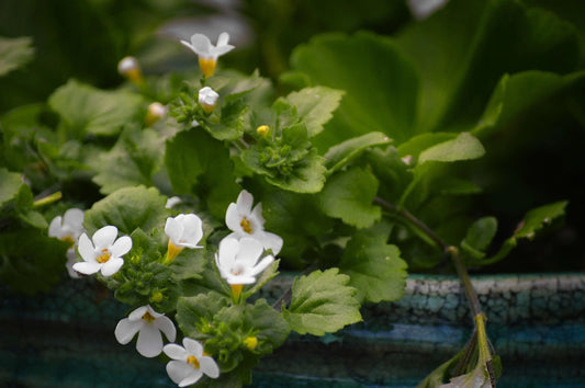 Bacopa Flower