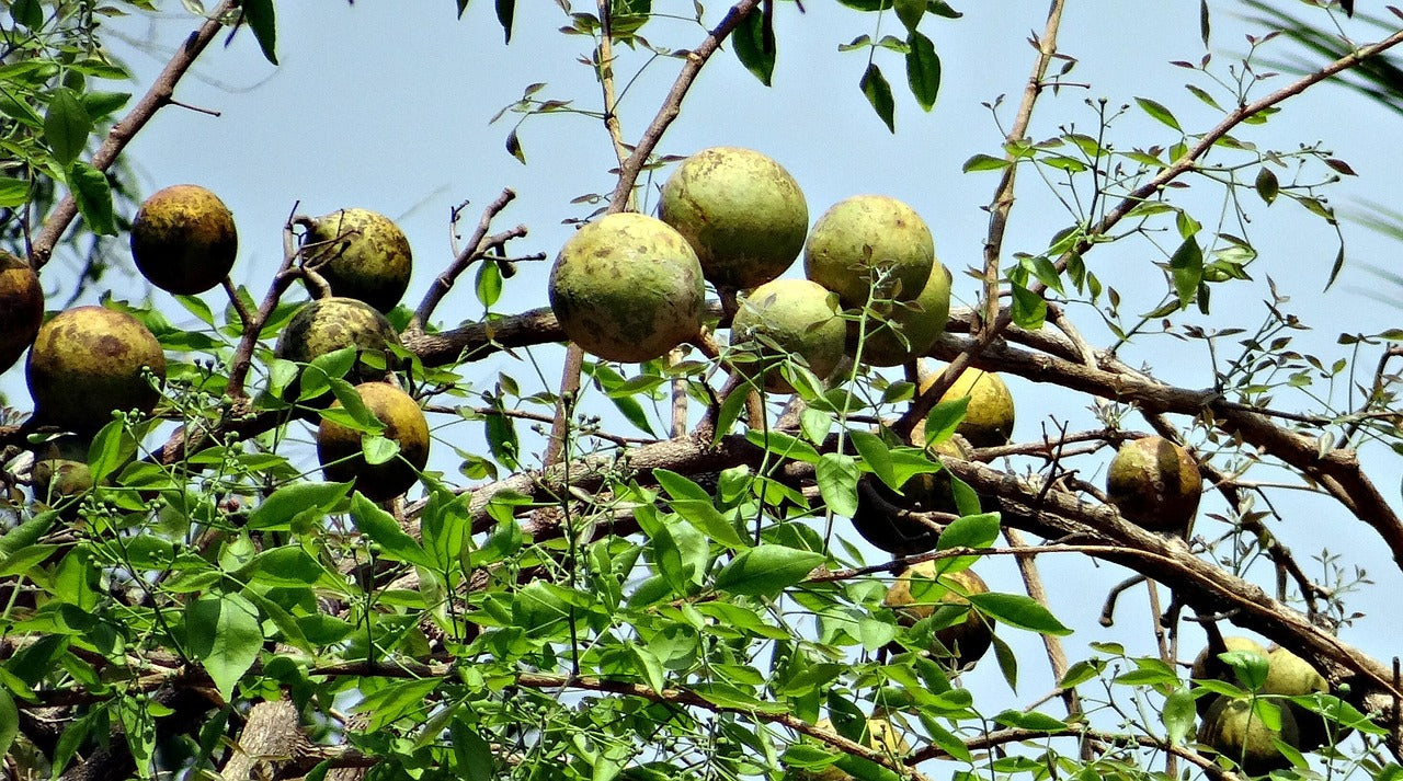 Bael Extract (Aegle marmelos) | Digestive Support