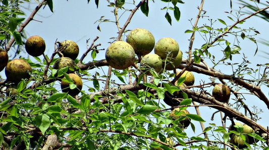 Bael Extract (Aegle marmelos) | Digestive Support