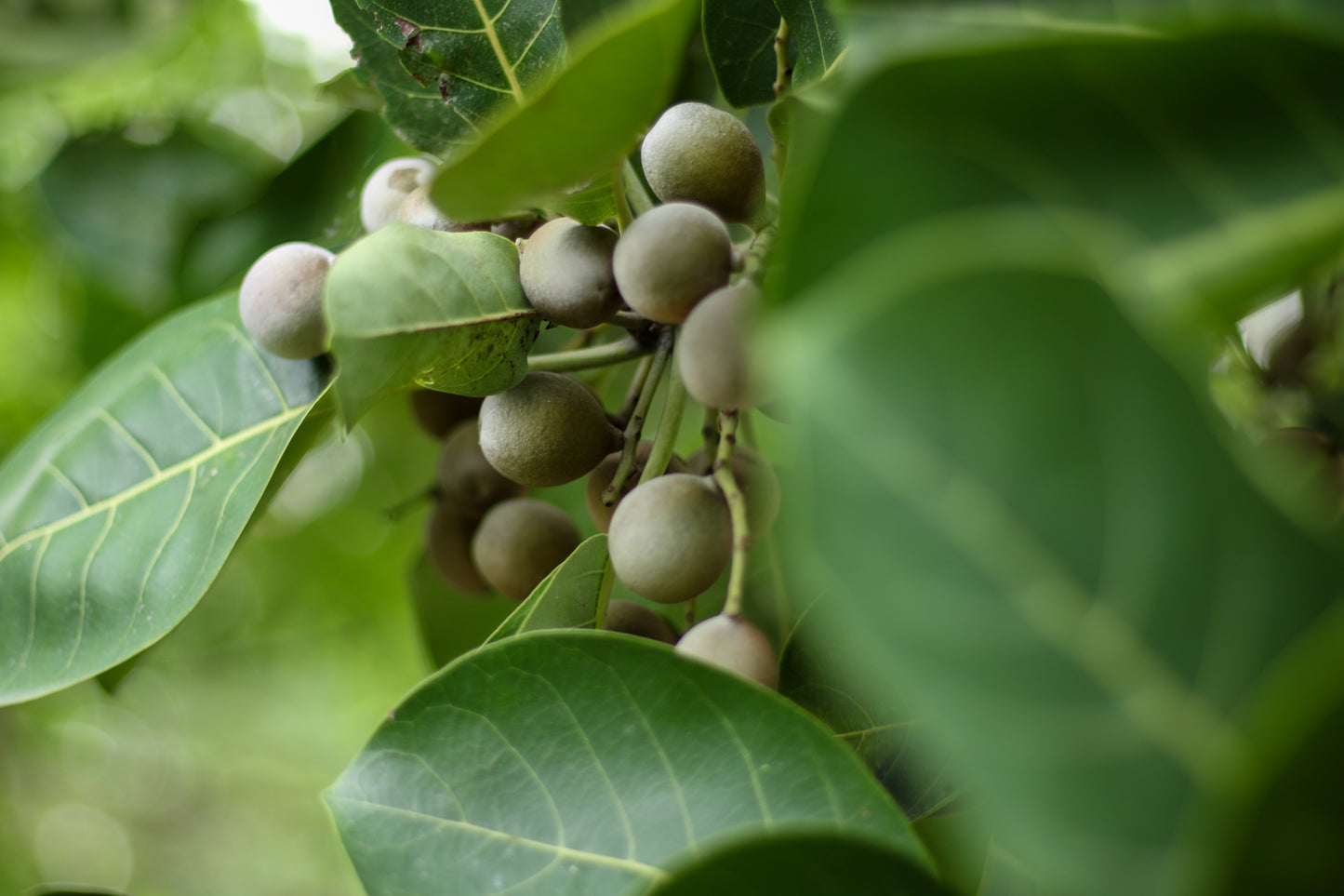 Bahera Extract (Terminalia belerica) | <45% Tannins | Respiratory Support
