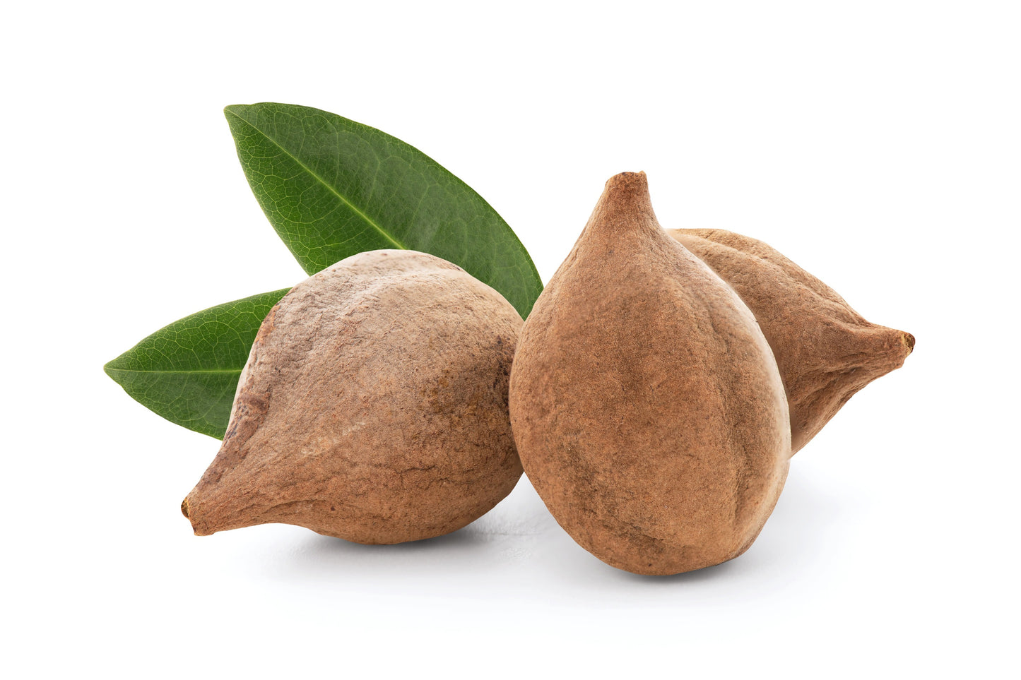 Bahera Extract (Terminalia belerica) | <45% Tannins | Respiratory Support