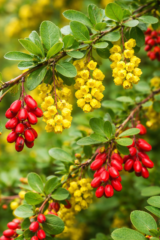 Barberry Extract (Berberis aristata) | 15% Berberine | Metabolic Support