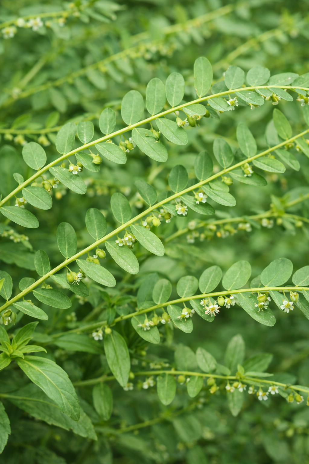 Bhumiamalaki Extract (Phyllanthus amarus) | 4.5% Bitters | Liver Support