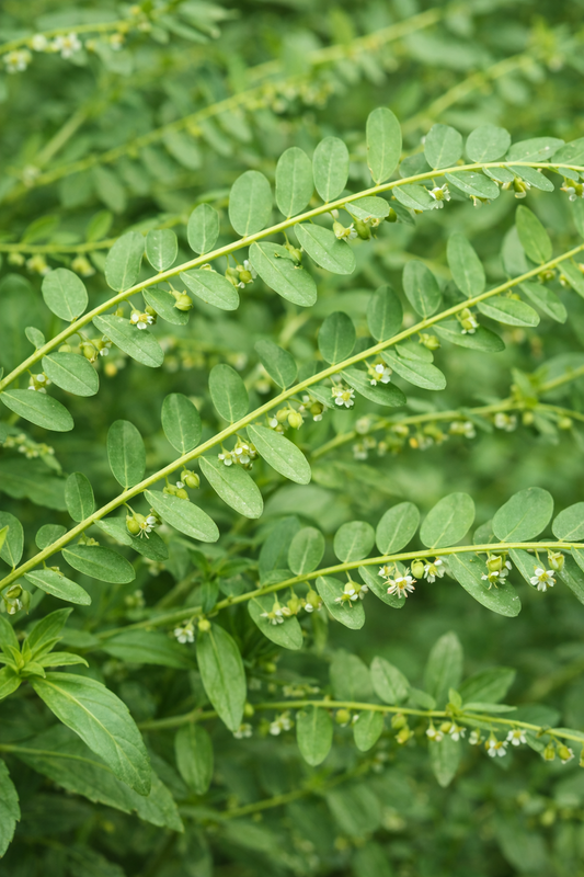 Bhumiamalaki Extract (Phyllanthus amarus) | 4.5% Bitters | Liver Support