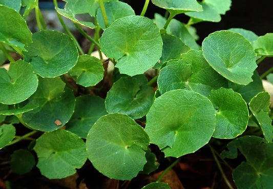 Gotu Kola Extract (Centella asiatica) | 20% Triterpenes | Brain & Skin Support
