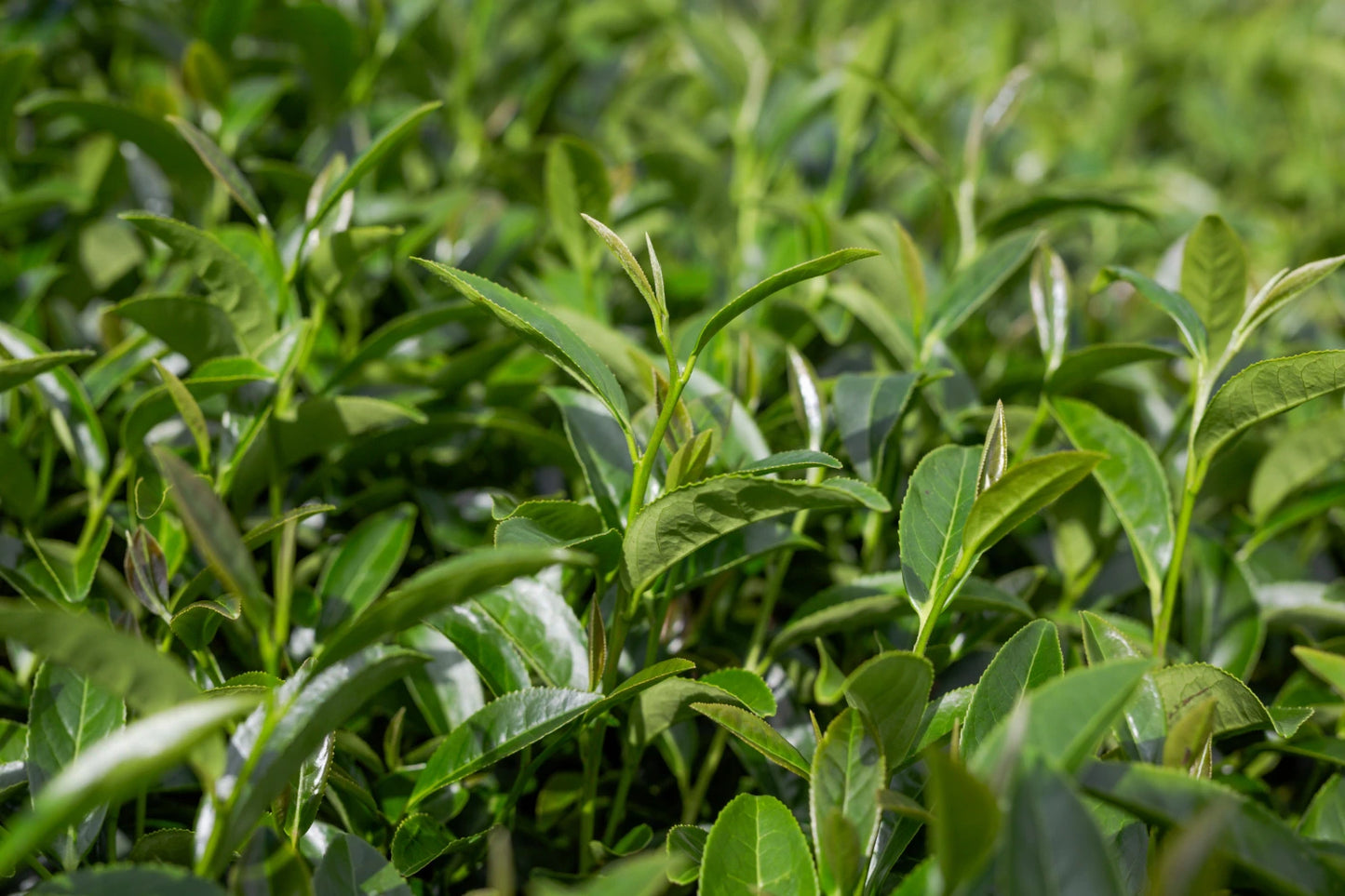 Green Tea Extract (Camellia sinensis) | 40% & 75% Catechins | Antioxidant