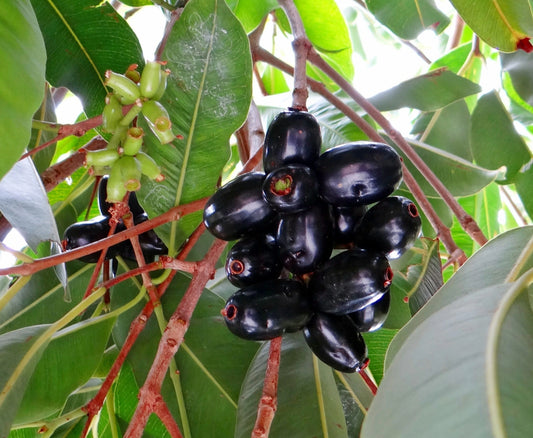 Jamun Extract (Eugenia jambolana) | 16:1 | Blood Sugar Support