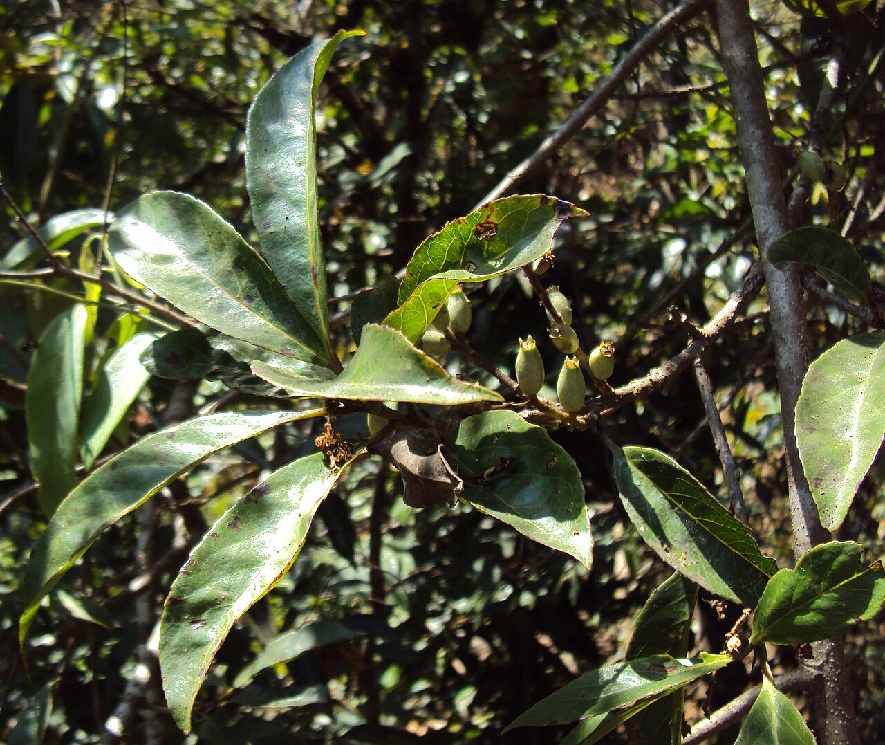 Lodhra Extract (Symplocos racemosa) | 10:1 | Women’s Health Support