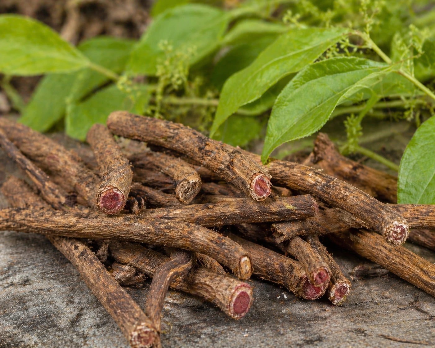Manjistha Extract (Rubia cordifolia) | 5% Tannins | Blood & Lymph Support