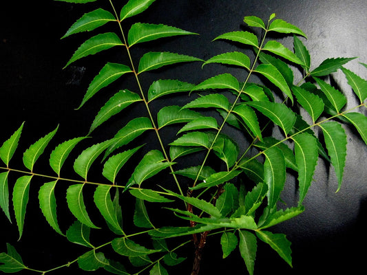 Neem Extract (Azadirachta indica) | 20% Bitters | Skin & Gut Support