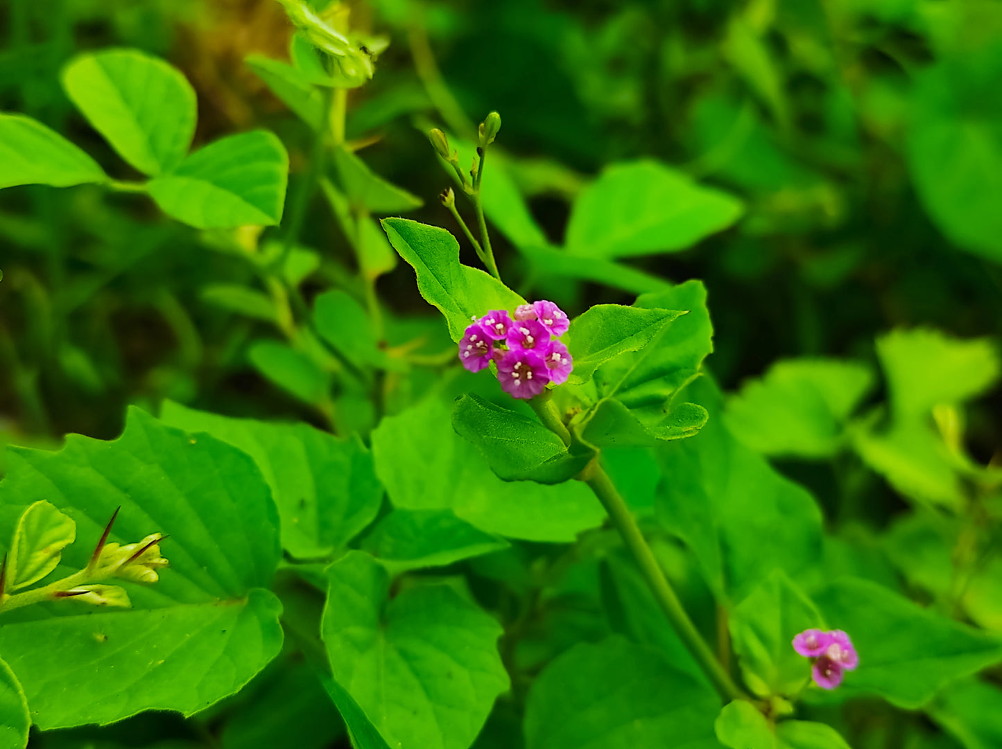 Punarnava Extract (Boerhavia diffusa) | 1% Alkaloids | Kidney Support