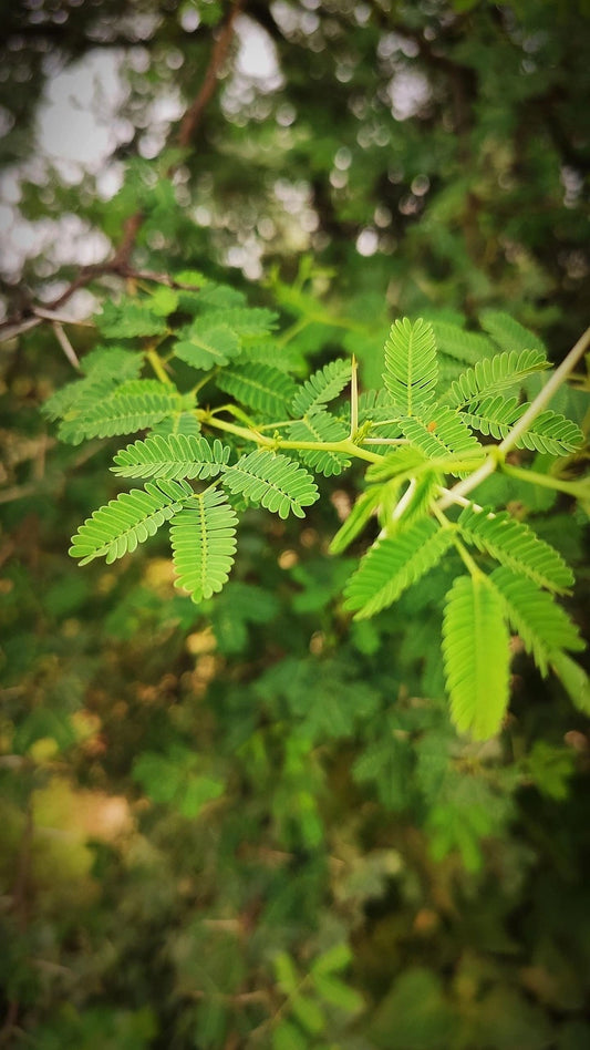 Mimosa pudica Extract (Lajjalu) | 1% Alkaloids | Urinary Support