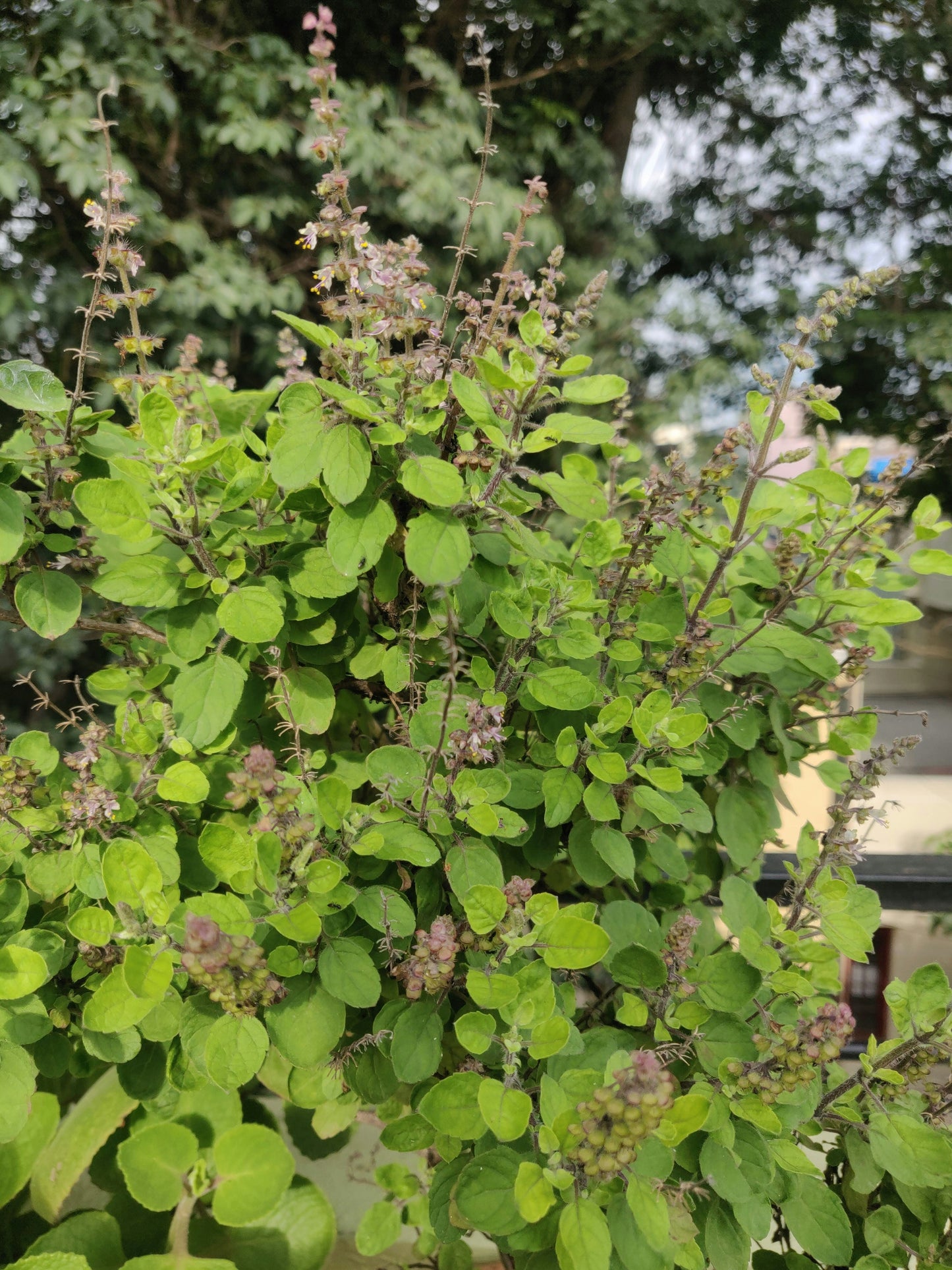 Holy Basil Extract (Tulsi) | 12:1 | Adaptogen & Immune Support