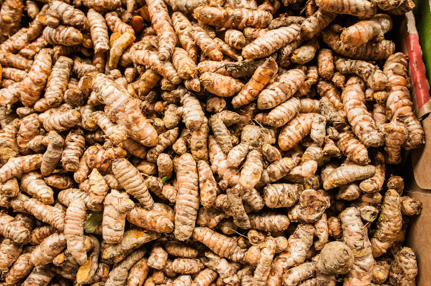 Turmeric Extract (Curcuma longa) | 95% Curcuminoids | Joint & Immune Support